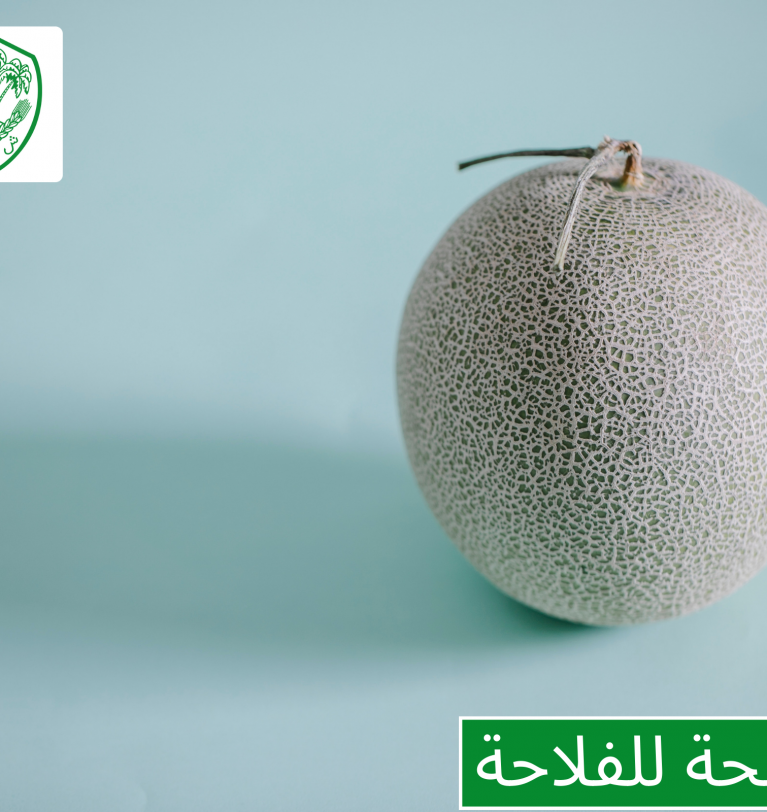 Conseil aux agriculteurs: parcelle de melon dans la région de Sidi Kacem